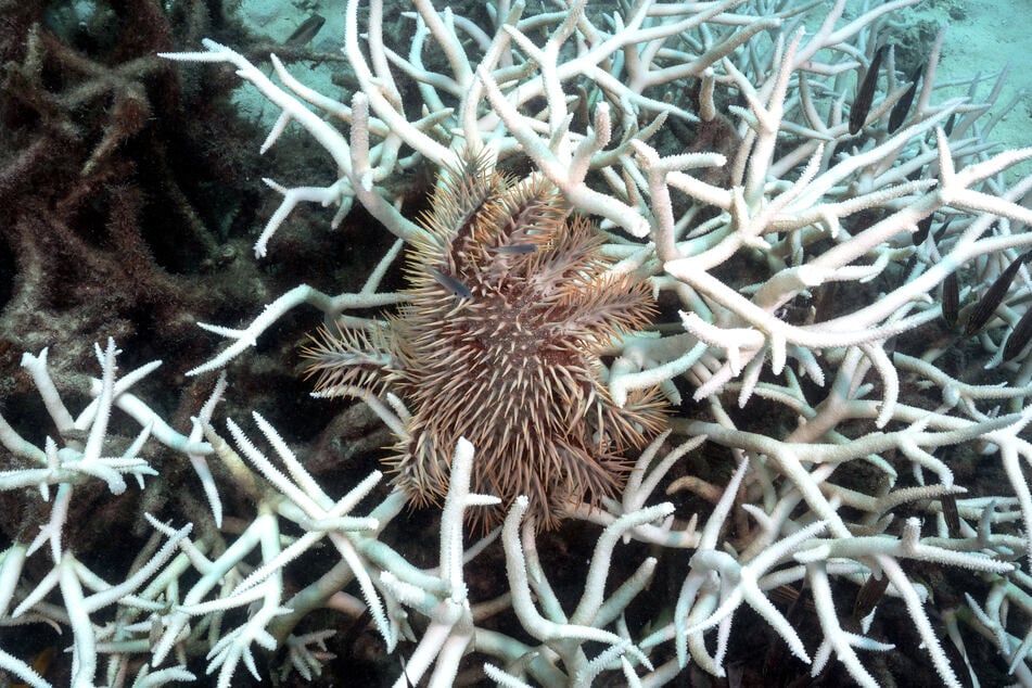 This underwater photo taken on June 15, 2024 shows a crown of thorns feeding amongst bleached corals around Koh Tao island.