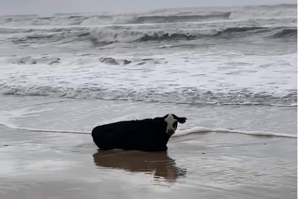 It's a bird, it's a plane, it's a...cow in the water!