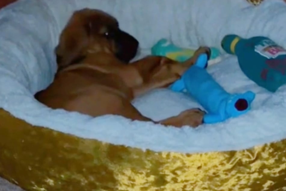 This little puppy would rather cuddle in his warm bed then suffer the wetness of the rain.