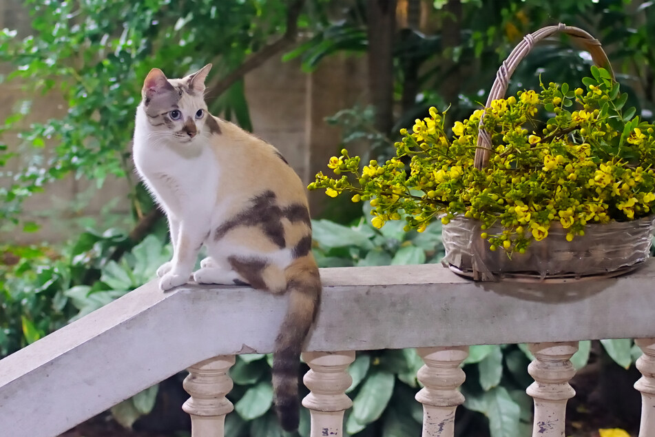 If your cat is unwell because of problems with its fur, it needs medical attention.