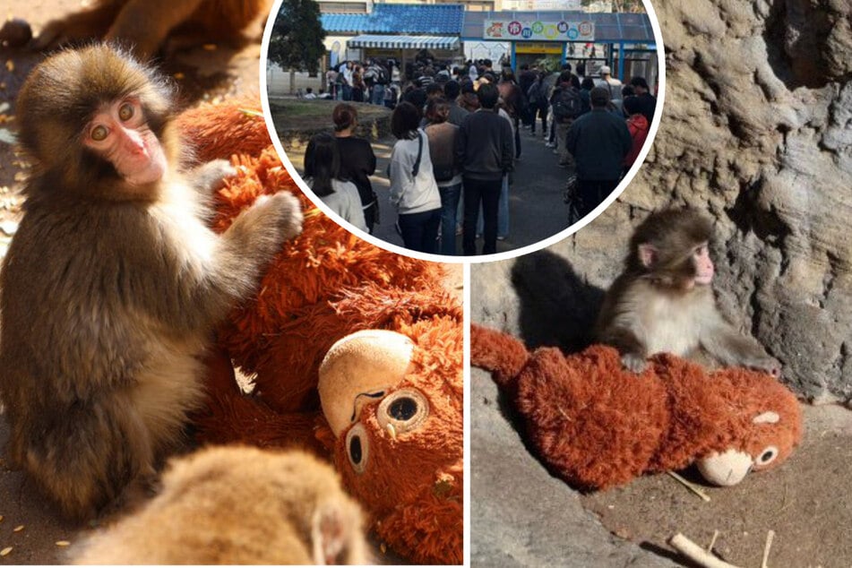 Abandoned baby monkey finds new stuffed animal bestie in viral clips – but things are more tragic than they seem
