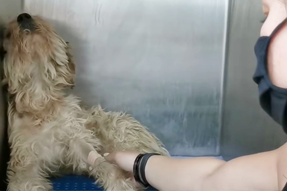 Shaking with fear: terrified dog puzzles rescuers