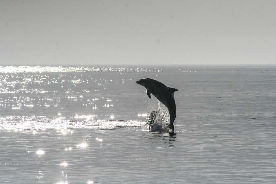 Warming ocean temperatures are risking the health and food supply of dolphins and whales off California's coast.
