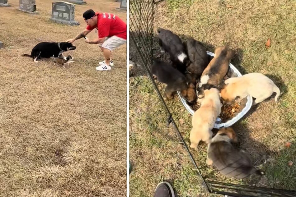 Surprisingly, the dog mother was also there and begged the animal rights activists for help.