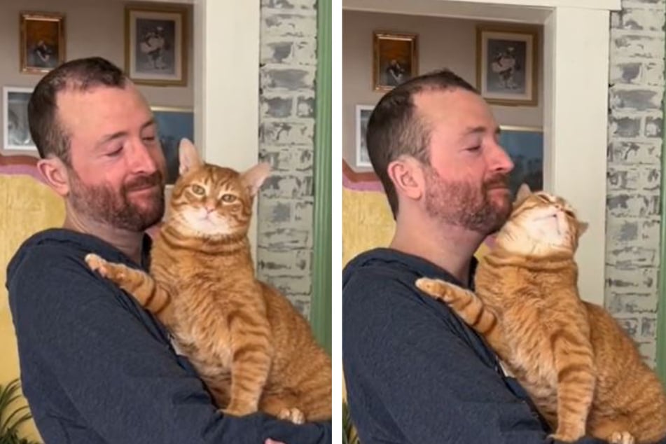 Ferris the cat was seemingly not a fan of his owner's beard shave, and gave some serious side eye in a TikTok video.