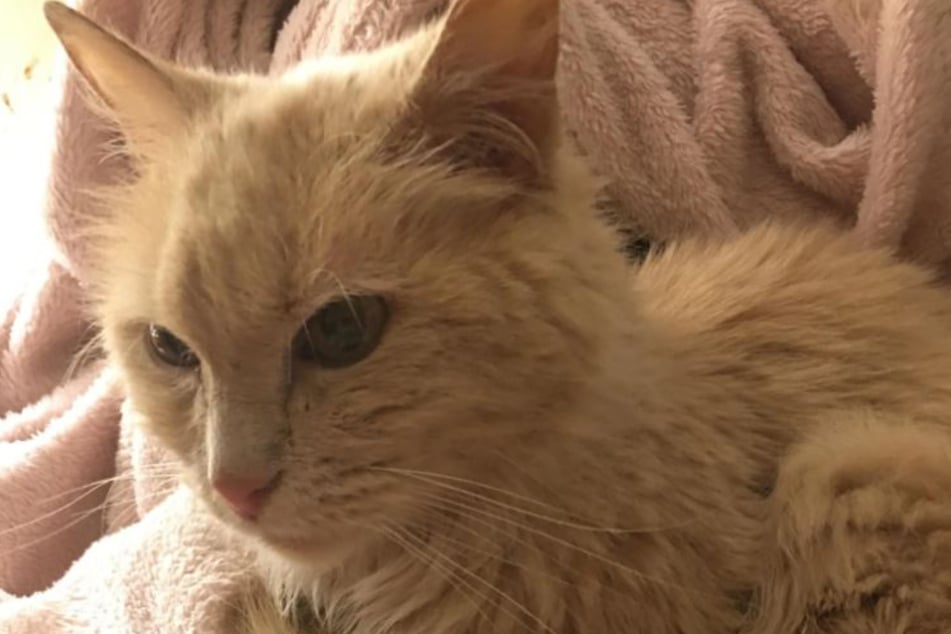 The orange cat named Q-tip seems pretty happy to be back home after her two-year adventure.