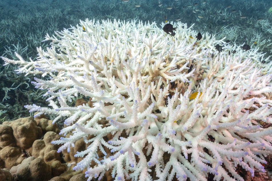 Coral scientists feeling "dread" as El Niño threatens dramatic bleaching