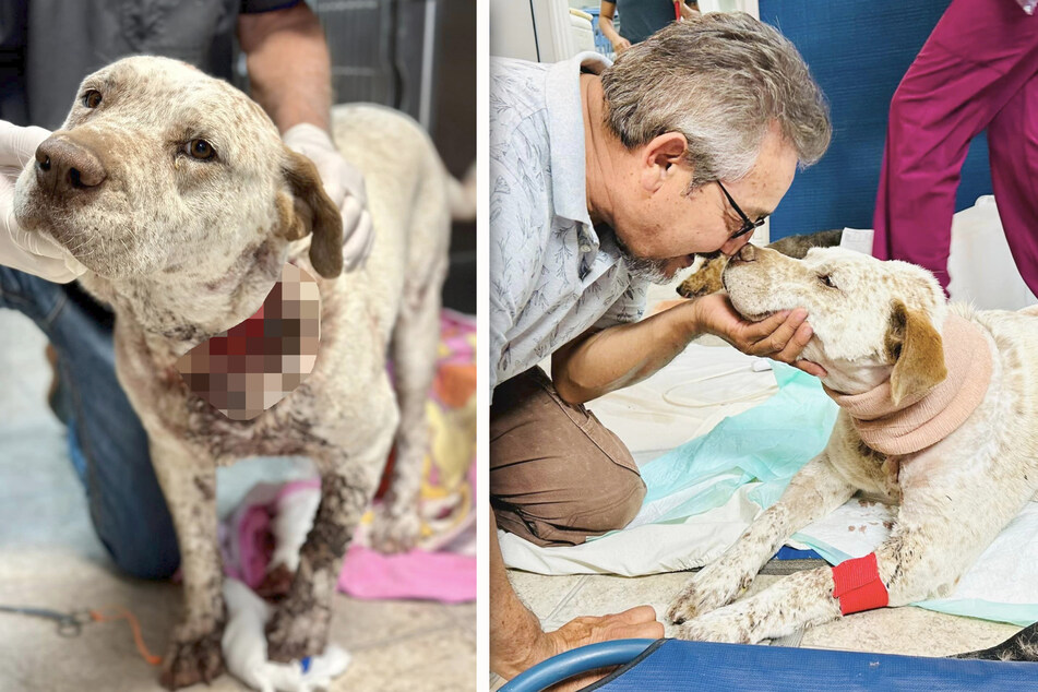 Hero dog nearly dies protecting family home from armed burglar!