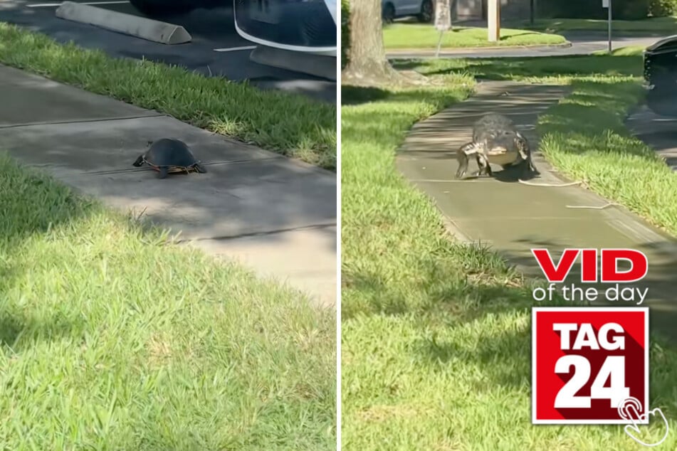What started as a peaceful turtle video suddenly became a very Florida wildlife encounter.
