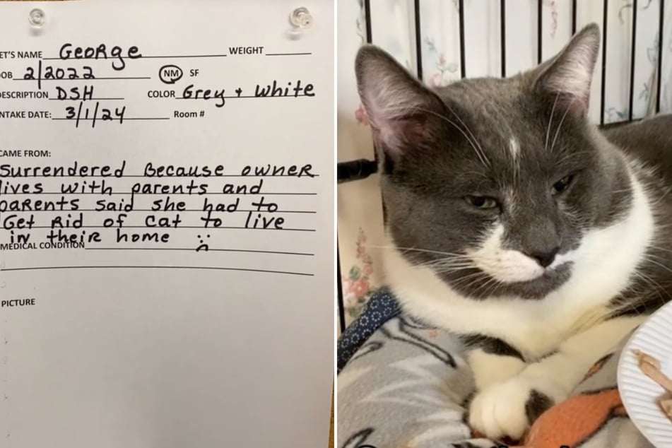 This cat's human was forced to surrender him for for the saddest reason!