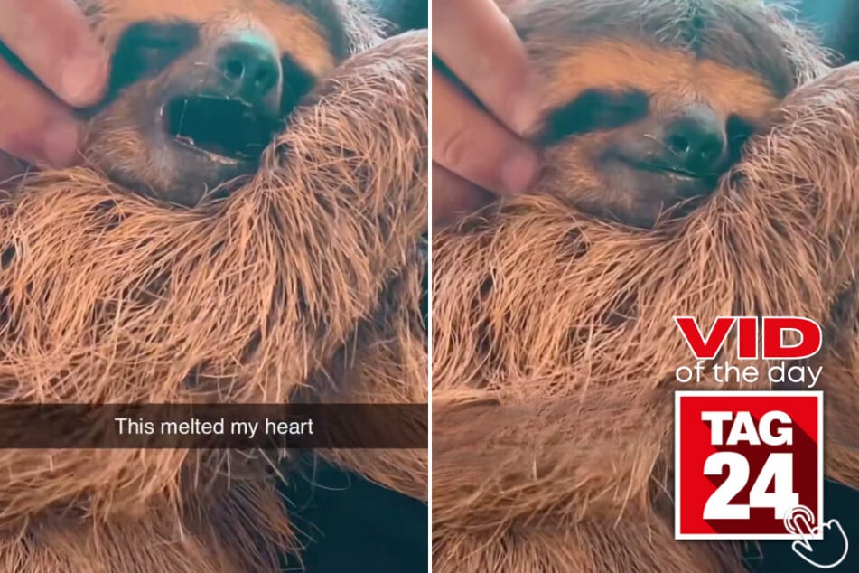 Today's Viral Video of the Day features an unexpected (and adorable) visitor joining a man on his hammock!