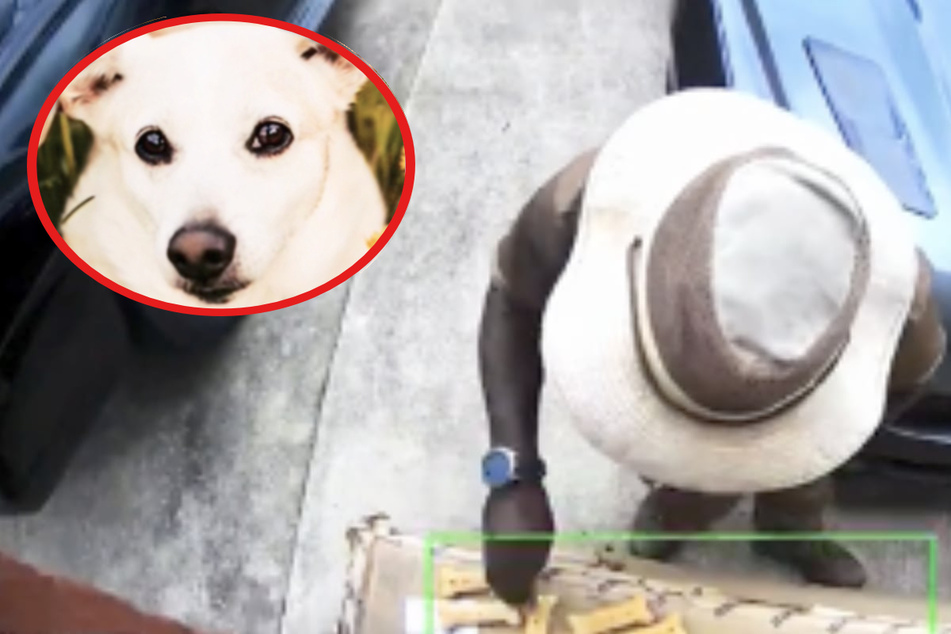UPS driver melts hearts with sweet gesture for dog who died