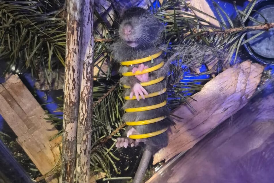 The mouse really had gotten itself into a tricky situation.