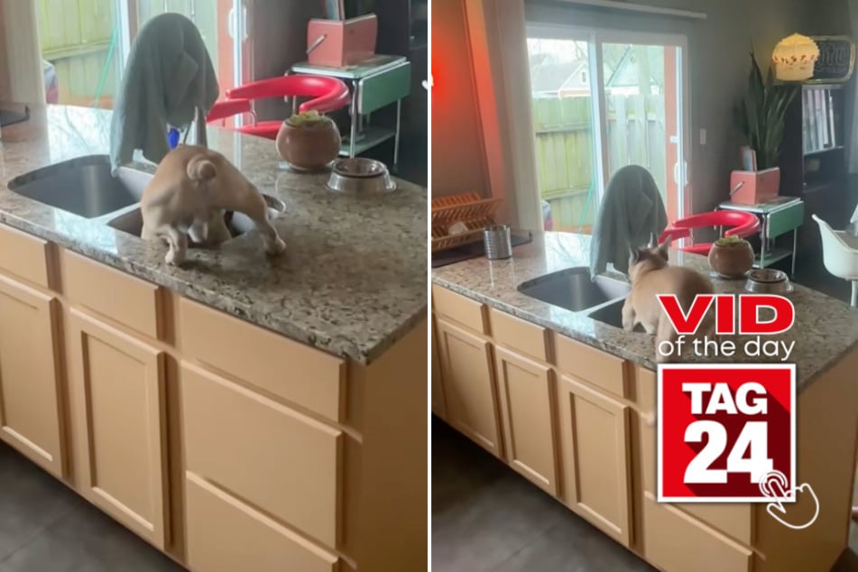 Viral Video of the Day for April 3, 2025: Overly curious dog causes kitchen chaos!