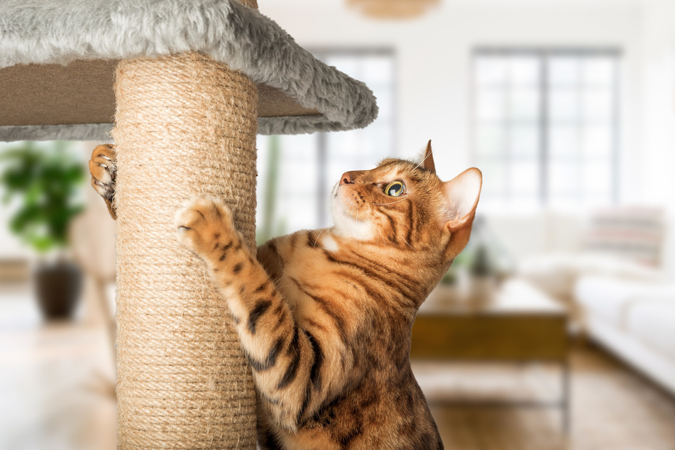 Cats need a scratching post where they can sharpen their claws.