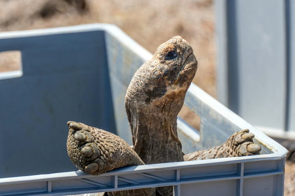 Dozens of giant tortoises reintroduced to a Galapagos island