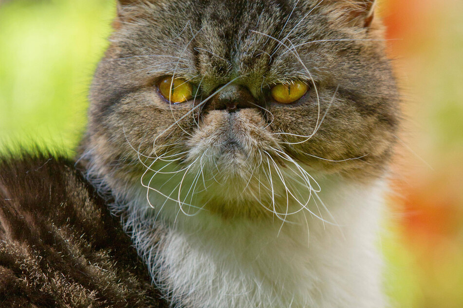 Few cats are as grumpy-looking, yet adorable, as the Exotic Shorthair.