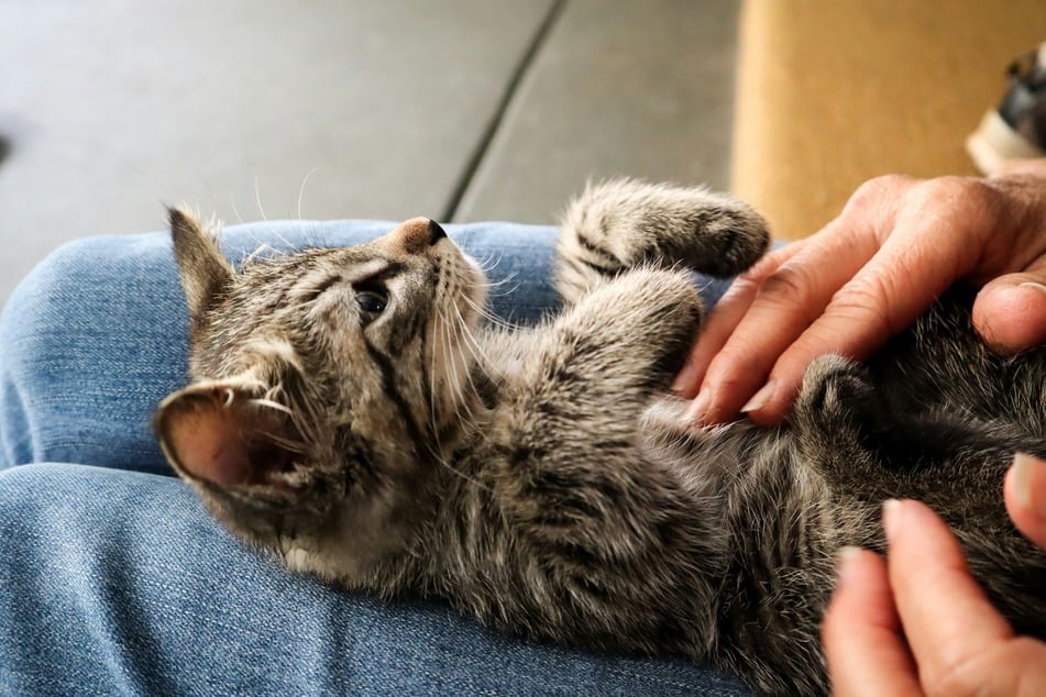 Your caring cat will always be your little darling, no matter its age.