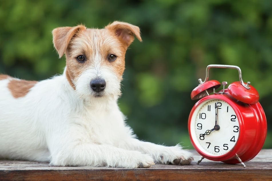 When should I feed my dog?
