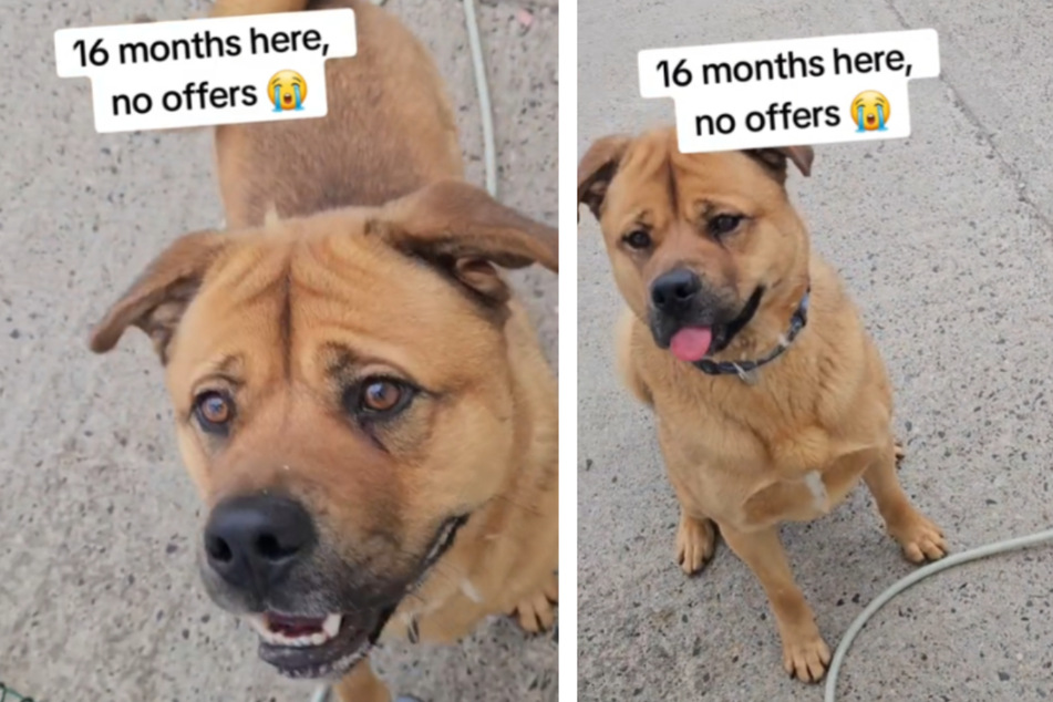 Dog spends over a year at shelter before his fate takes a surprising turn!