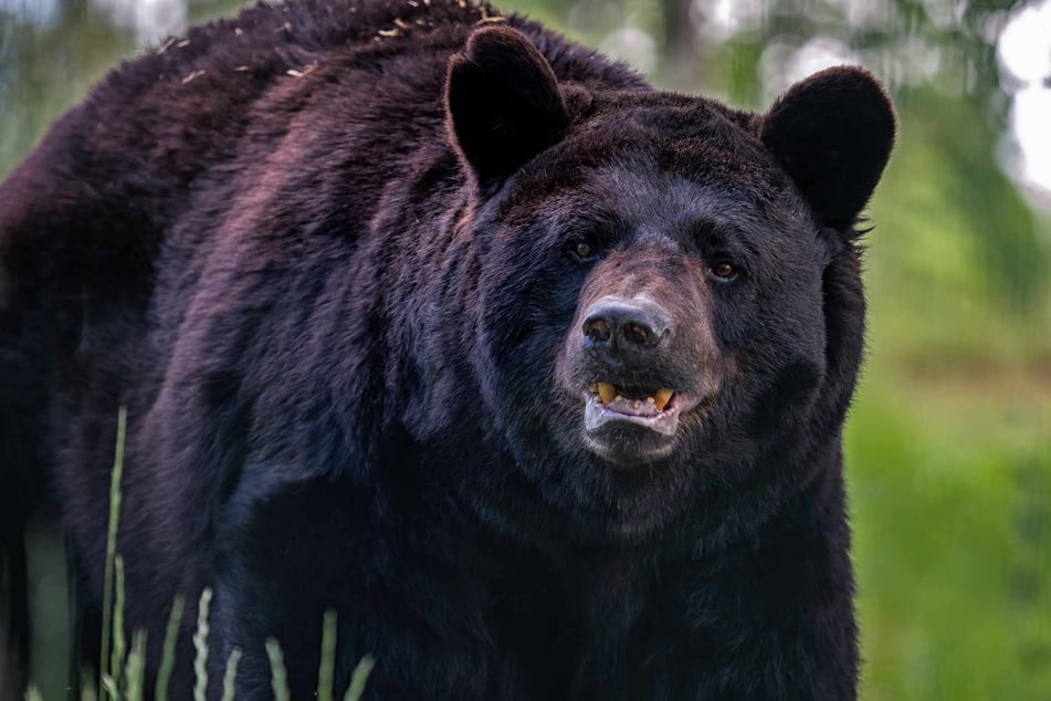 A Maine woman fought off a black bear that was attacking her dog by punching it on the nose.