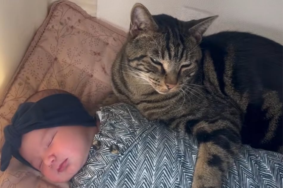 Chase the cat snuggles up to Jazelle and puts his paw on her.