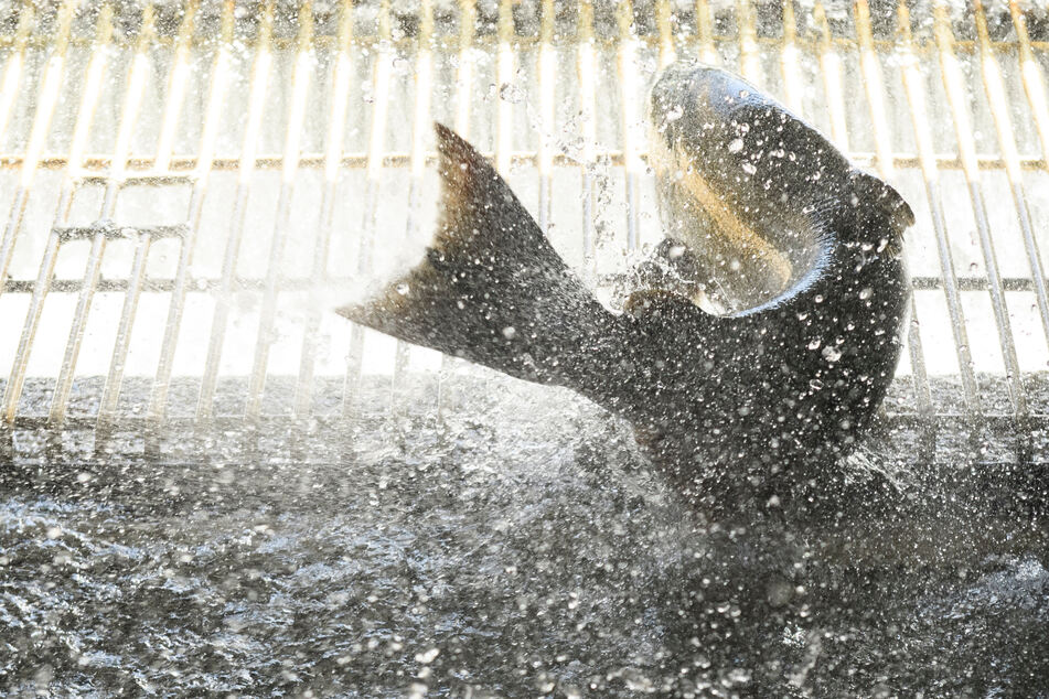 Salmon fishing off the coast of California has been banned for a second consecutive year.