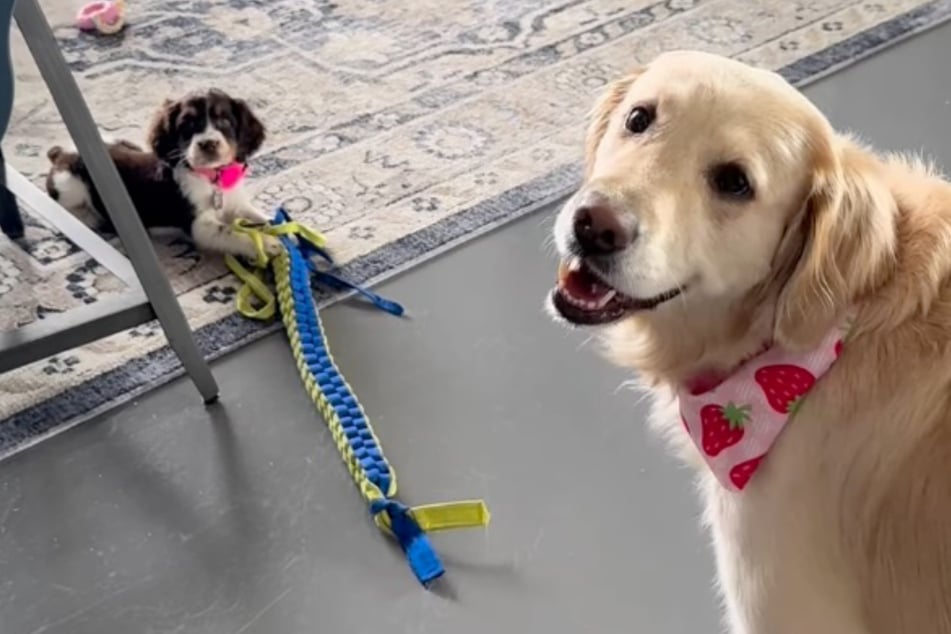 Puppy Pearl and Golden Retriever Ruby still have room for improvement when it comes to their friendship.