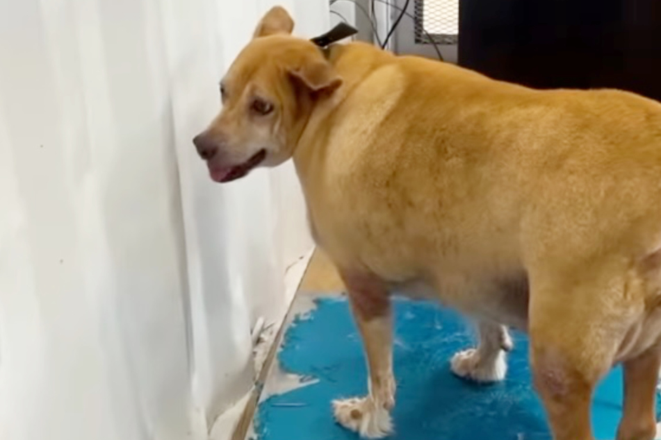 After just one week at Happy Doggo, Bella has already lost some weight.