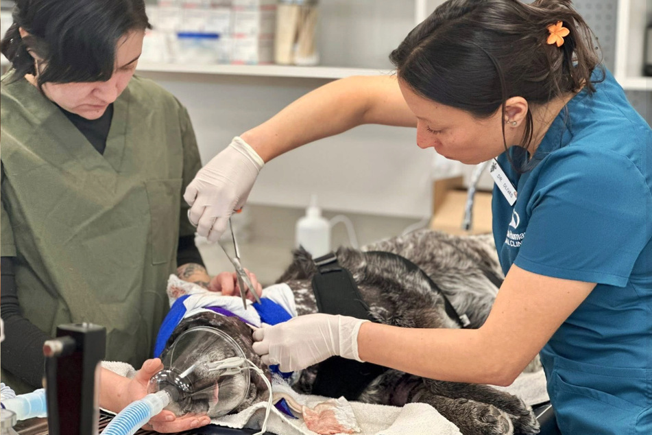 After extensive back surgery and numerous medications, the dog was saved.