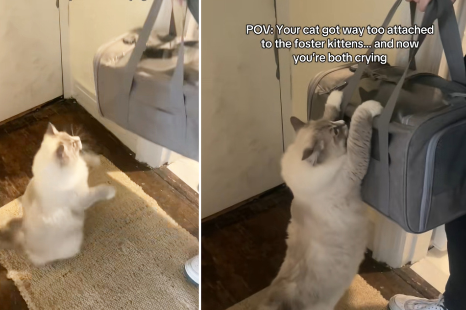 Martini the cat found it difficult to say goodbye to the two foster kittens.