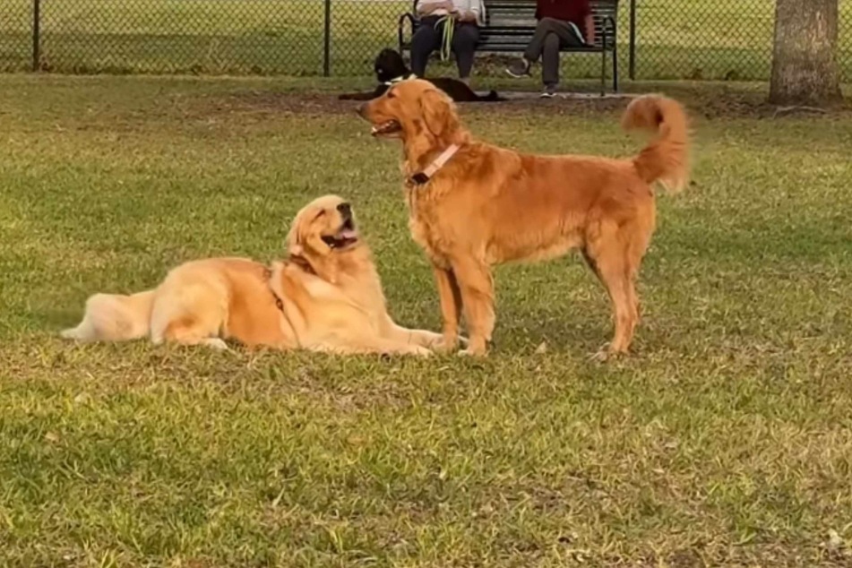 Golden Retrievers are very social dogs that get along well with people, other animals, and especially other members of their breed. Except this one, apparently!