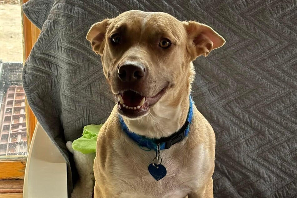 This mama dog's puppies have moved into new homes. Sadly, she's still looking for some nice humans to love her.