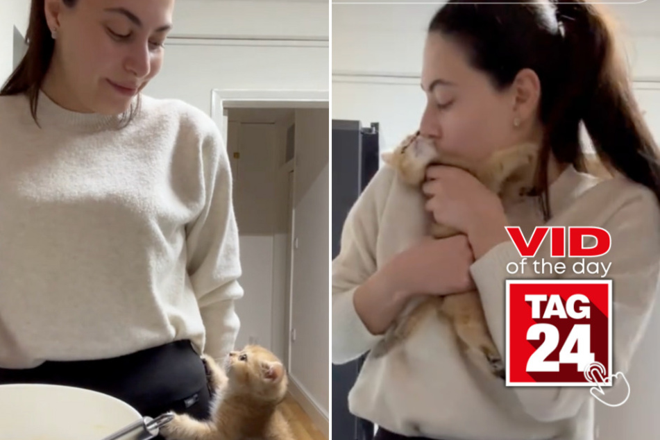 Viral Video of the Day for January 25, 2025: Curious kitten adorably interrupts cake-baking
