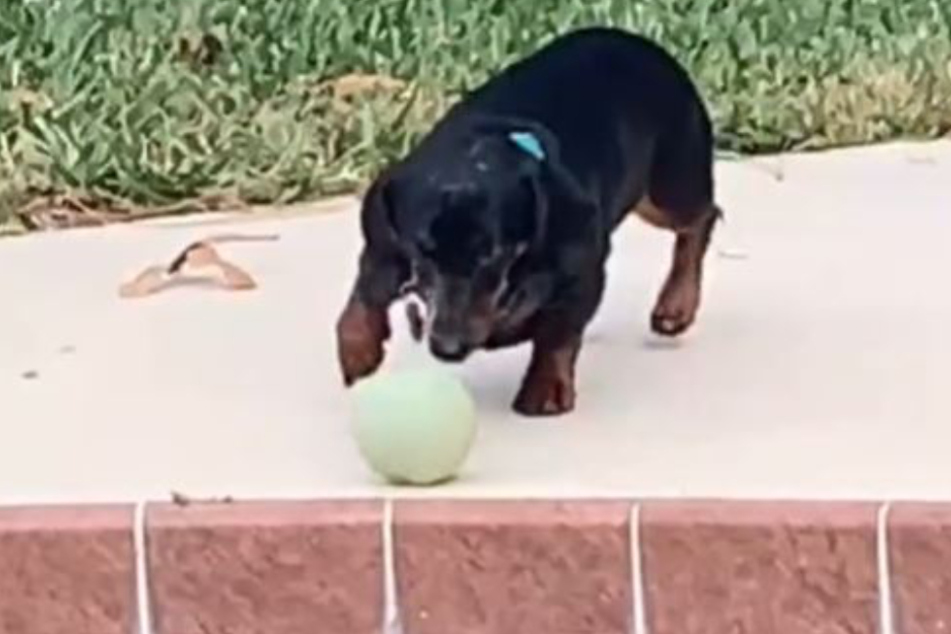 This dog puts everyone in a good mood.