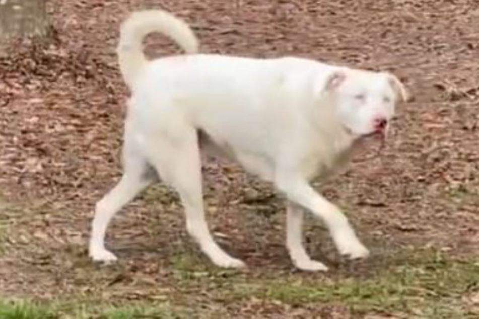 Follow your nose: blind dog catches her owner's scent and jumps for joy!