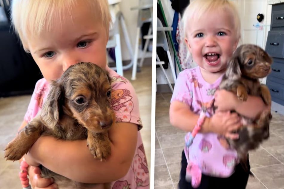 The little girl is completely smitten with the little dachshund boy.