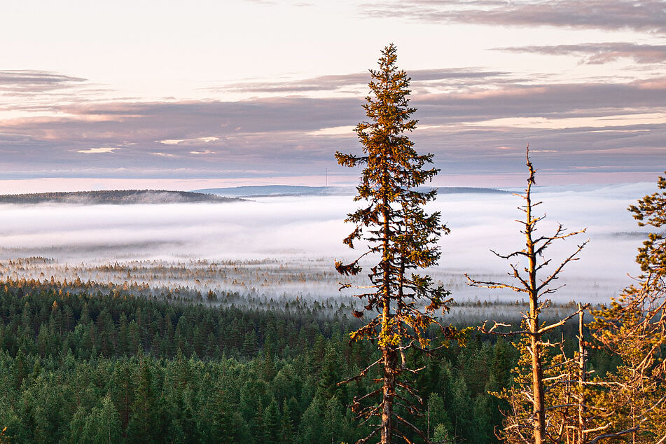 Climate crisis: Why more trees in the Arctic Circle is actually bad news