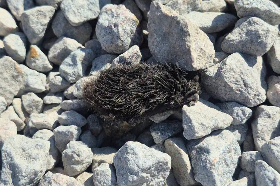 This tiny bat got lucky! He was found by a construction surveyor who sounded the alarm.