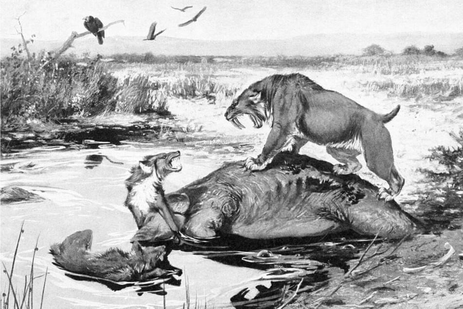 This is how it might have been in the Ice Age – two dire wolves confront a sabre-toothed tiger.