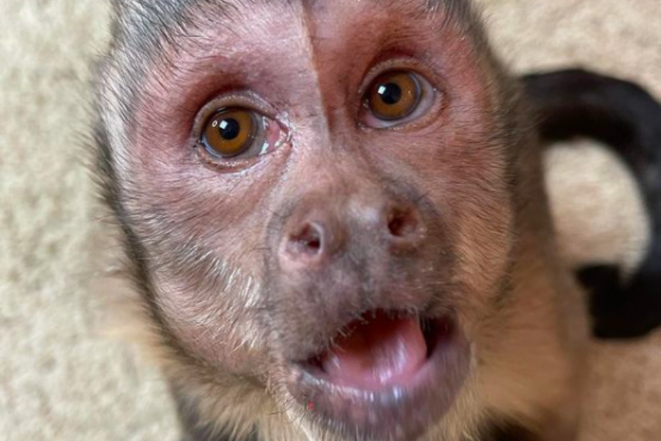 George has human-like expressions and an appetite for snacks.
