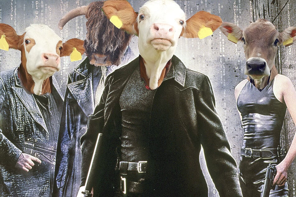 The Mootrix: Dystopian farm plugs cows into virtual reality