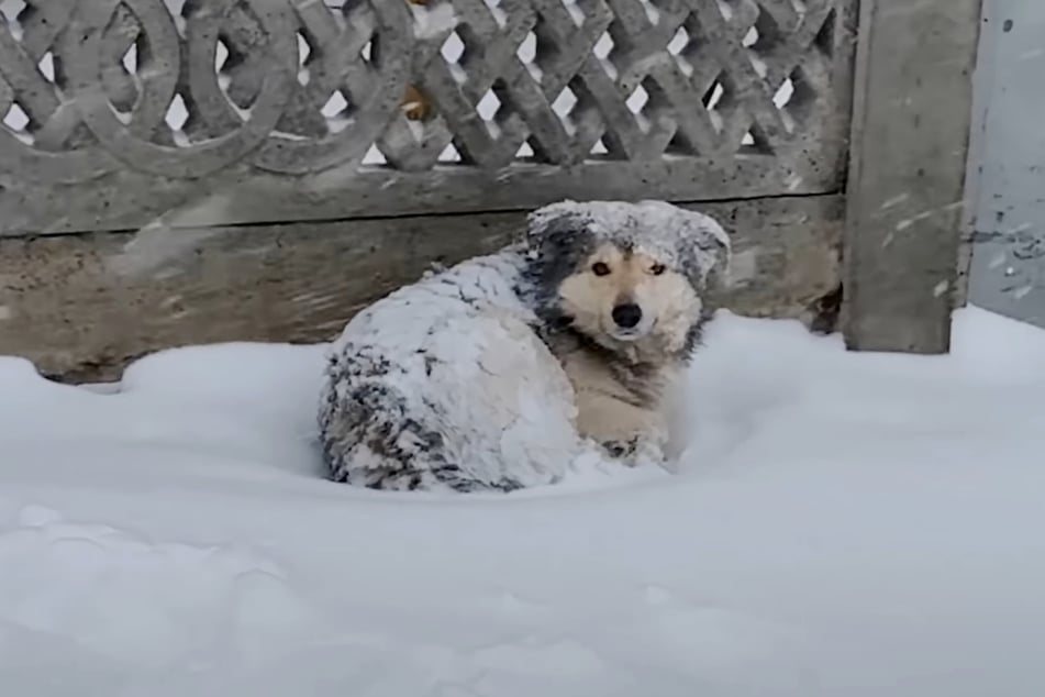 Buran had no shelter, so he simply resigned himself to his fate in the snow...
