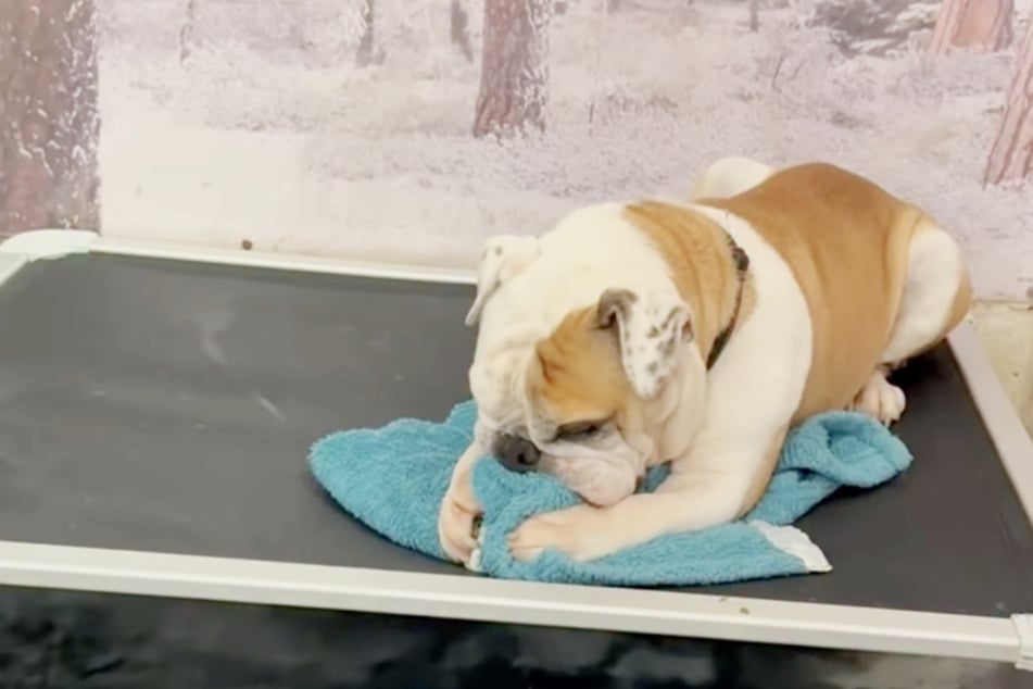 When bulldog "Bangles" ended up in the shelter again, he tried to calm himself by chewing on a cozy blanket.