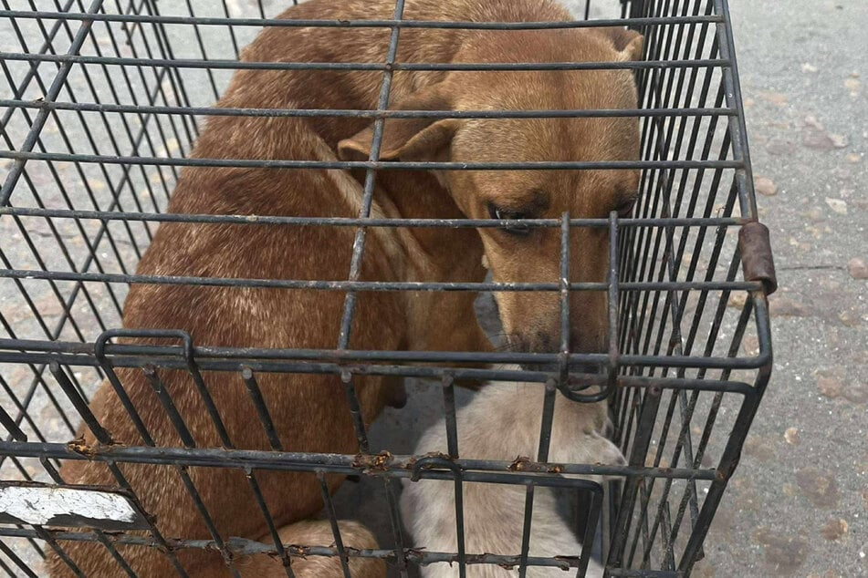 The mother dog and the puppy have now been adopted or placed in foster homes.