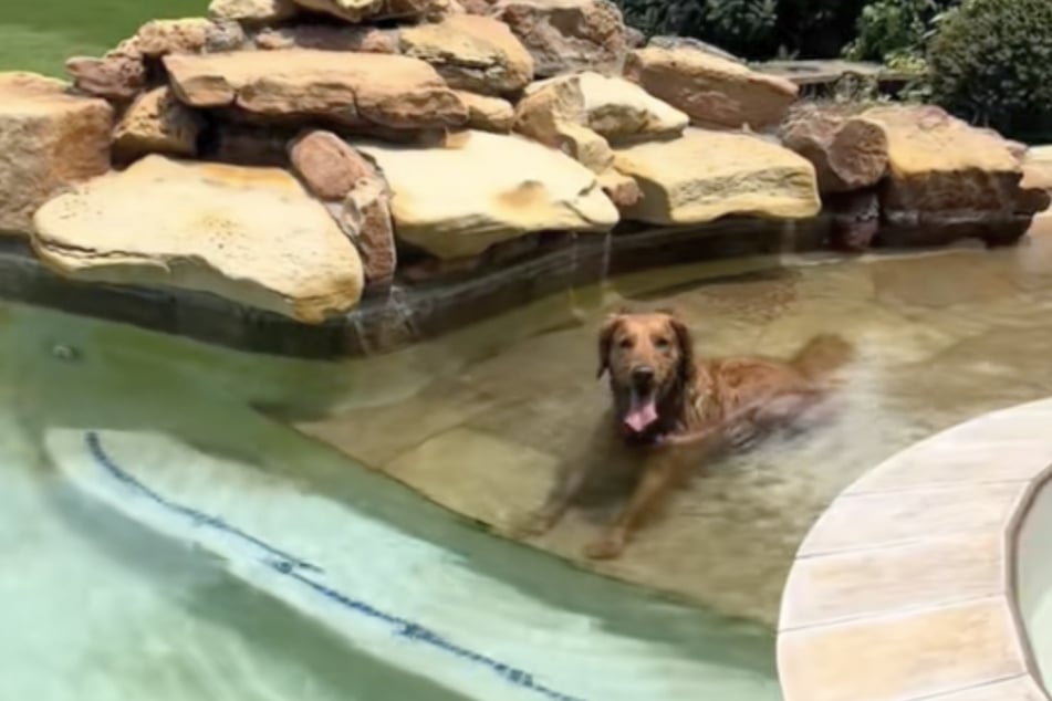 Golden Retriever Remy escaped from home to sneak into the neighbor's pool.