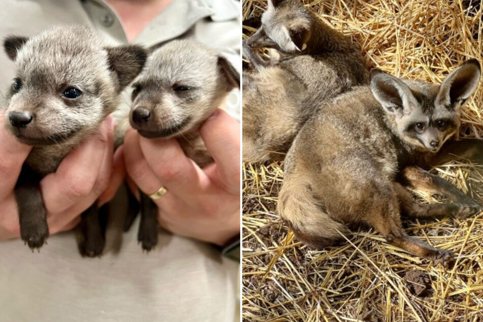 Meet Cincinnati Zoo's impossibly cute bat-eared fox babies!