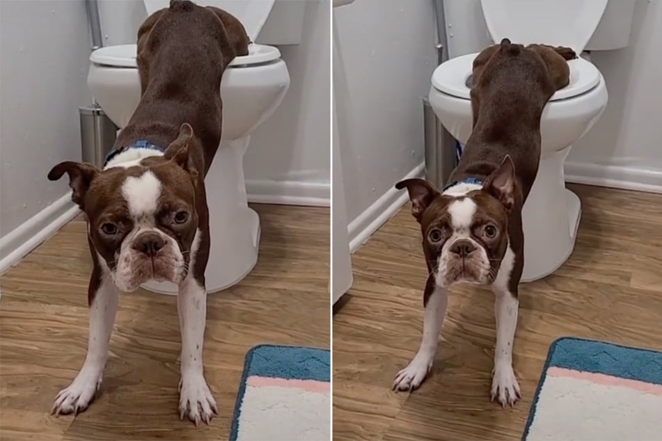 Good boy! Amazing TikTok dog uses the toilet, then lets out a hilarious surprise