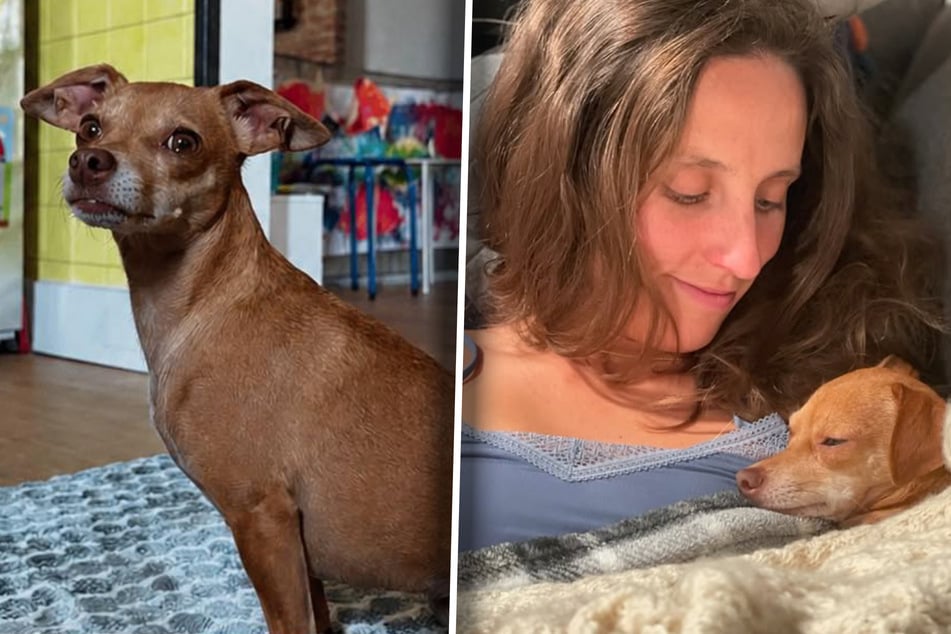 Dog owner is taunted with AI-generated videos of her missing pet: "Got me really upset"
