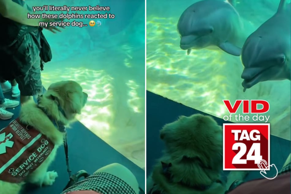 Viral Video of the Day for May 15, 2026: Rescue dog has adorable encounter with dolphins at aquarium